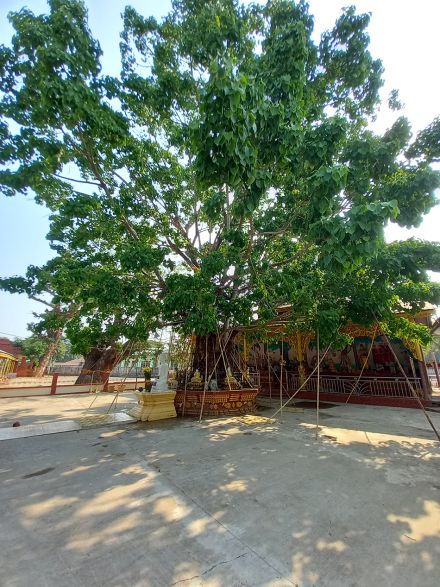 အောင်ဗောဓိညောင်ပင်
